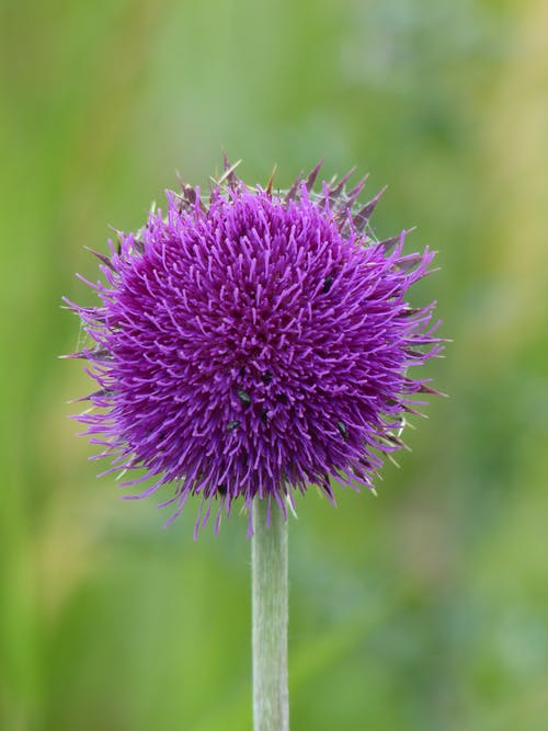 紫色圆花 · 免费素材图片