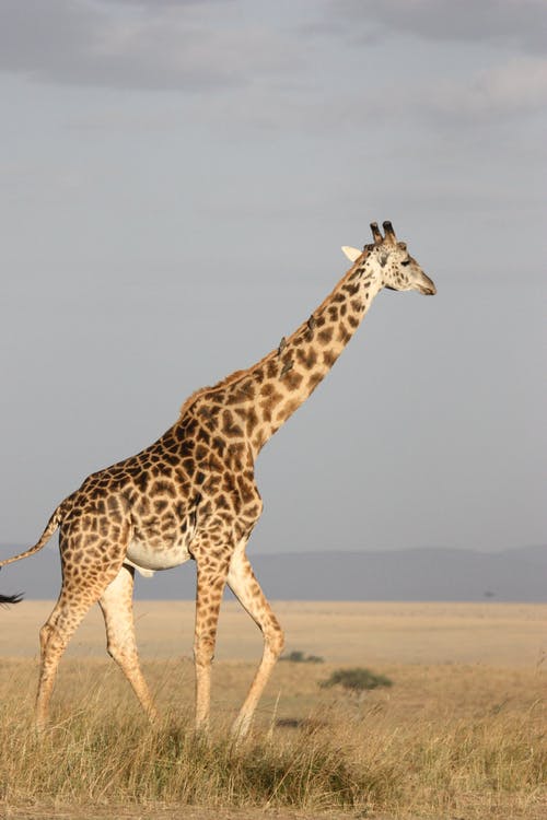 在棕色的草地上行走的棕色长颈鹿 · 免费素材图片