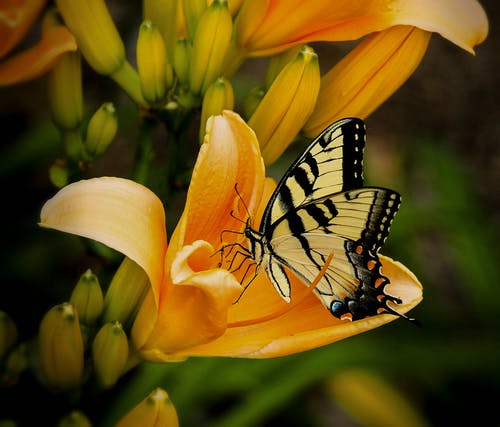 黑色和白色蝴蝶栖息在黄色花瓣上的花 · 免费素材图片