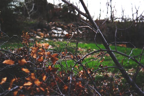 干叶 · 免费素材图片