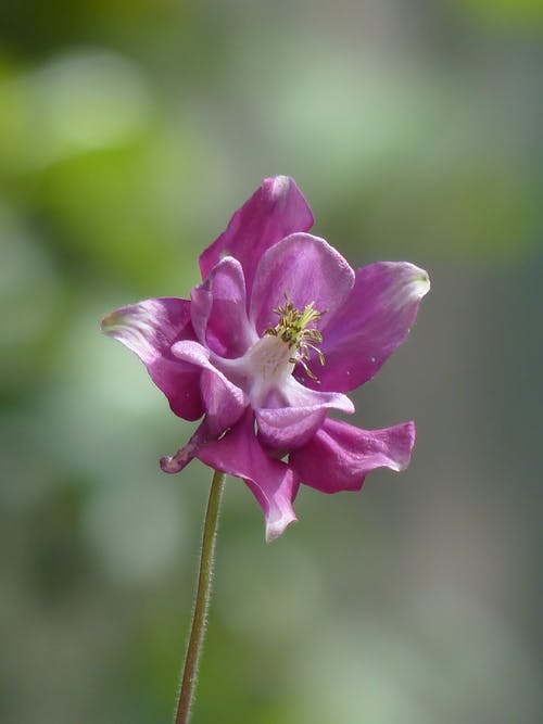 紫色花 · 免费素材图片