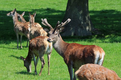 群白天在树附近的绿草上的棕色鹿 · 免费素材图片