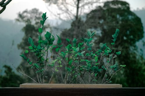 盆栽绿叶植物 · 免费素材图片