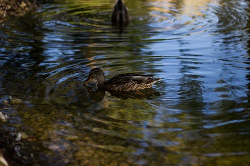 在水体中的两只棕鸭 · 免费素材图片