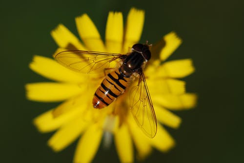 在白天的黄色花瓣上的黑色和黄色蜜蜂] · 免费素材图片