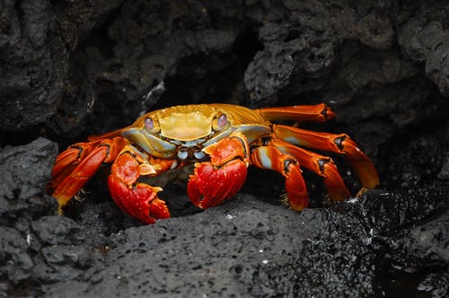 岩石选择性聚焦摄影上的红色和金色螃蟹 · 免费素材图片