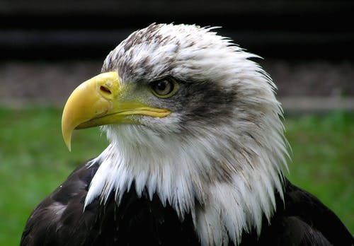 白鹰和黑鹰 · 免费素材图片