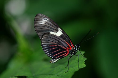 绿叶上的黑色和红色蝴蝶 · 免费素材图片