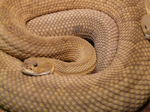 棕2蛇 · 免费素材图片
