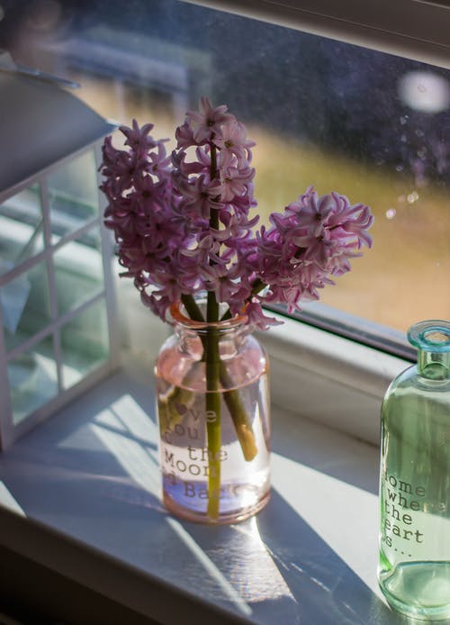 玻璃窗旁边的透明玻璃花瓶中的紫色风信子花 · 免费素材图片