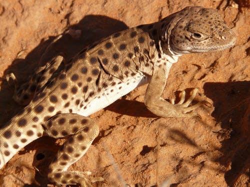 棕色和白色蜥蜴站在棕色的表面 · 免费素材图片