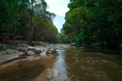 树木旁的水流 · 免费素材图片