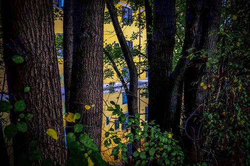 黄色大厦附近的树木 · 免费素材图片