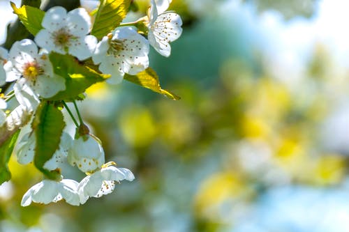 白色花瓣花的选择性焦点照片 · 免费素材图片