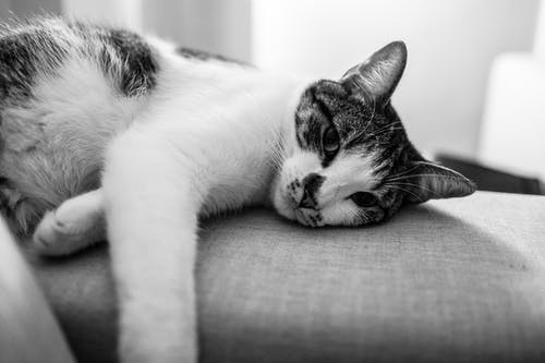 猫躺在沙发上的灰度摄影 · 免费素材图片
