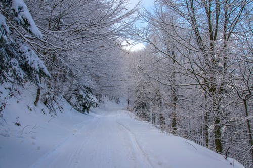 积雪覆盖的树 · 免费素材图片