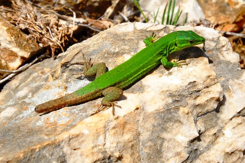 棕色岩石上的绿蜥蜴 · 免费素材图片