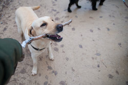 成年黄拉布拉多犬 · 免费素材图片