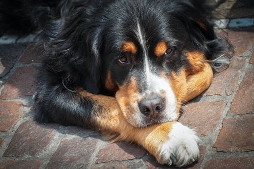 躺在球场上的成年伯恩山犬 · 免费素材图片