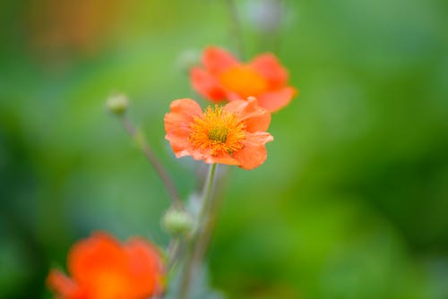 橙色罂粟花的微距摄影 · 免费素材图片
