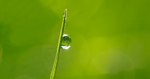 白天在绿叶上的液滴的宏观摄影 · 免费素材图片