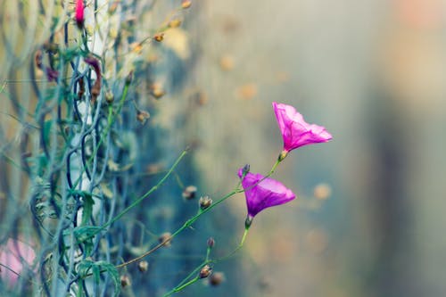 灰色旋风栅栏选择性聚焦摄影上的紫色花瓣花 · 免费素材图片
