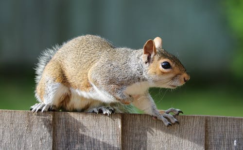 棕色松鼠在棕色花园栏杆上 · 免费素材图片