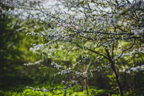 白樱花开花的树 · 免费素材图片