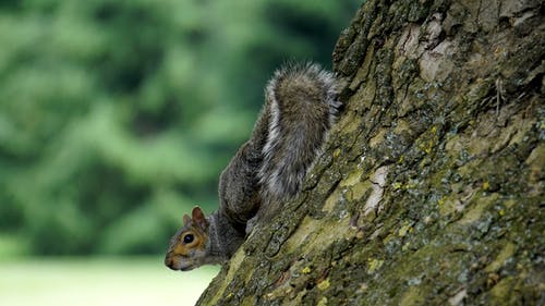 树上的灰松鼠 · 免费素材图片