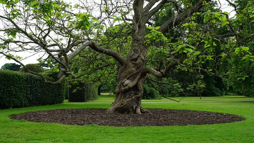 在中间的绿色叶子的树 · 免费素材图片