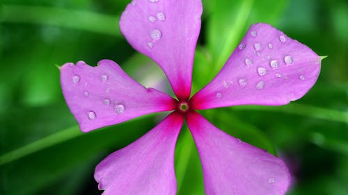 粉红色的荔枝螺花与水露 · 免费素材图片