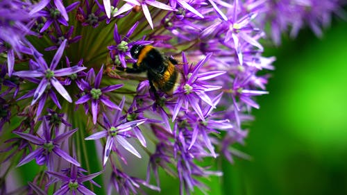 大黄蜂在紫色簇花上的选择性聚焦照片 · 免费素材图片