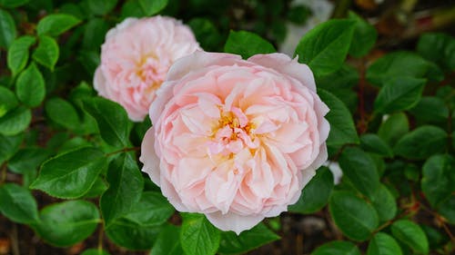 粉色花瓣花的选择性聚焦摄影 · 免费素材图片