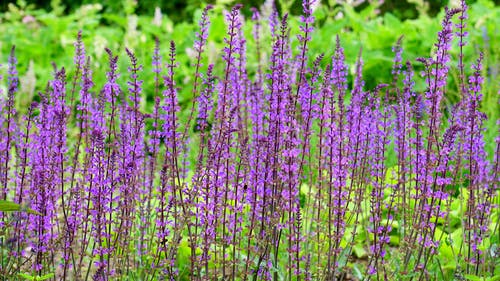绿草丛附近的紫色花瓣花 · 免费素材图片