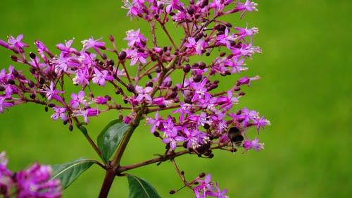 紫色的花瓣花的特写摄影 · 免费素材图片
