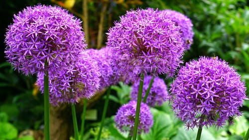 紫色葱属花 · 免费素材图片