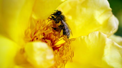 蜜蜂在黄色花瓣上的花 · 免费素材图片
