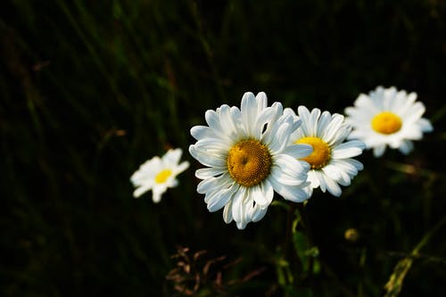 四朵白雏菊花 · 免费素材图片
