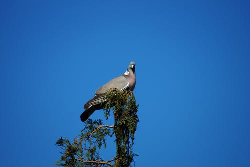在木头上的灰鸽子 · 免费素材图片