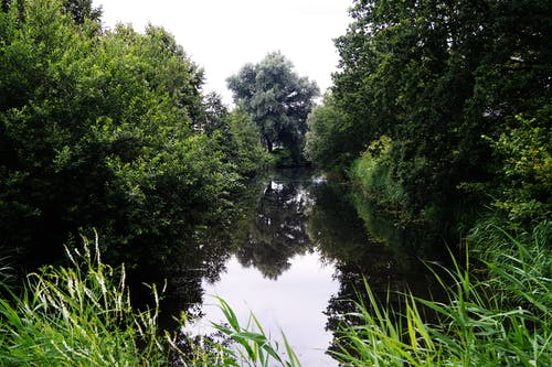 水体附近的树木 · 免费素材图片