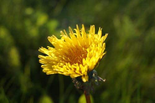 黄色蒲公英花的选择性聚焦摄影 · 免费素材图片