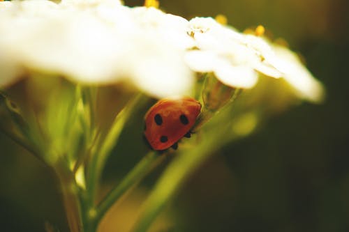 绿色花茎上的红色瓢虫 · 免费素材图片