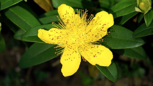黄色圣约翰草花的选择性聚焦摄影 · 免费素材图片