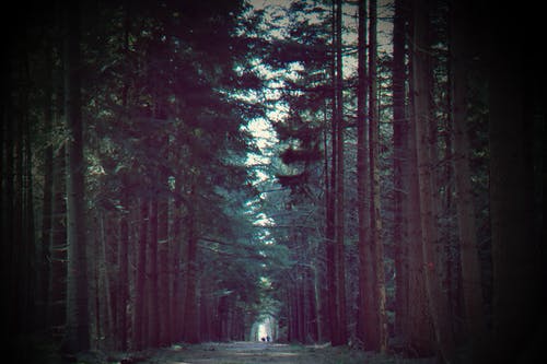 绿树 · 免费素材图片