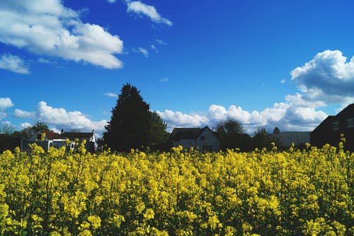 蓝蓝的天空下的黄色油菜花田 · 免费素材图片