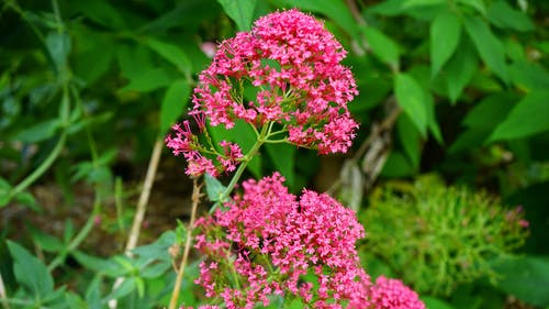 在特写摄影中的粉红色花瓣花 · 免费素材图片