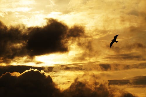 黄金时段飞鸟的剪影摄影 · 免费素材图片