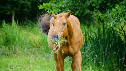 匹棕色的马，吃草 · 免费素材图片