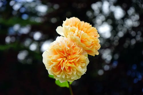 黄玫瑰鲜花的选择性聚焦摄影 · 免费素材图片