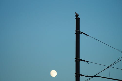 鸟栖息在电杆上的剪影 · 免费素材图片